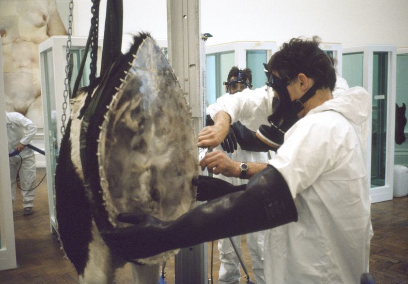 Installation, Damien Hirst's 'Some Comfort From The Acceptance Of The Inherent Lies In Everything', Sensation, The Royal Academy, London, 1997 by Johnnie Shand Kydd Artwork © Damien Hirst. All Rights Reserved, DACS/Artimage 2017. Photo: © Johnnie Shand Kydd Installation, Damien Hirst's 'Some Comfort From The Acceptance Of The Inherent Lies In Everything', Sensation, The Royal Academy, London, 1997