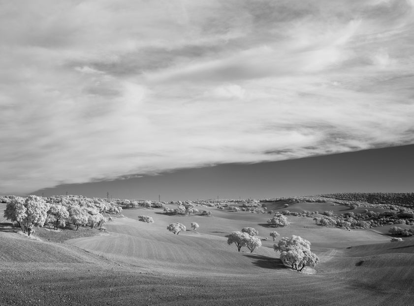El Barranco de Río Dulce (trees in field-25), Spain, 2014 by John Davies © John Davies. All Rights Reserved, DACS/Artimage 2018 El Barranco de Río Dulce (trees in field-25), Spain, 2014