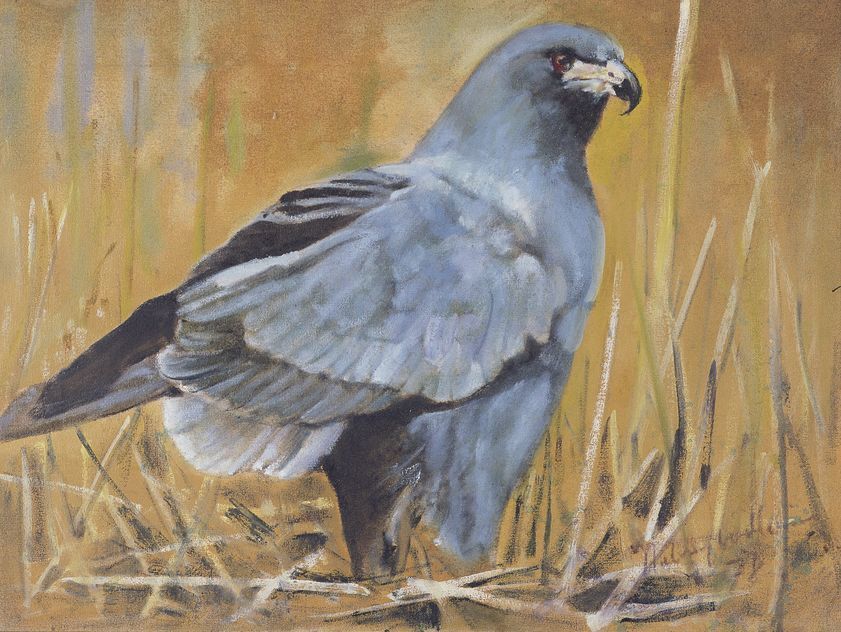 Everglades Kite, 1978 by Aubrey Williams © Estate of Aubrey Williams. All rights reserved, DACS/Artimage 2018 Everglades Kite, 1978