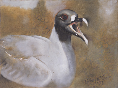 Swallow-tailed Gull, 1978