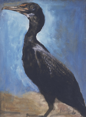 Common Great Cormorant, 1980