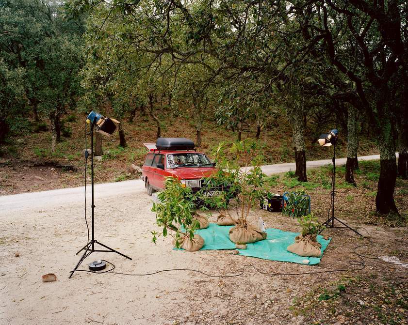Rescued Rhododendrons (1999) by Simon Starling © Simon Starling. All Rights Reserved, DACS/Artimage 2018. Image courtesy neugerriemschneider, Berlin Rescued Rhododendrons (1999)