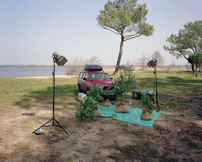 Rescued Rhododendrons (1999)