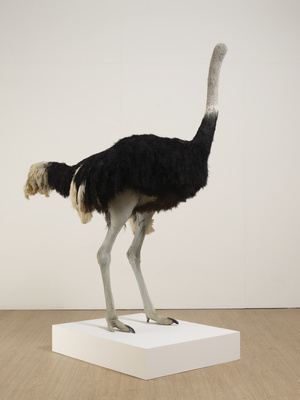 Ostrich, 2009