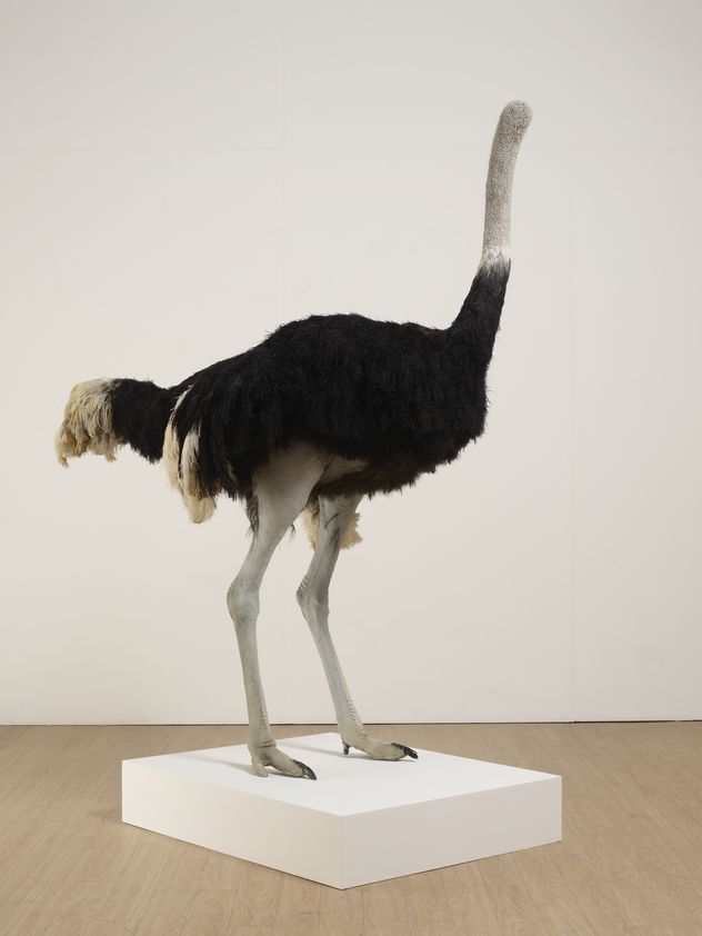 Ostrich, 2009 by David Shrigley © David Shrigley. All Rights Reserved, DACS/Artimage 2018 Ostrich, 2009