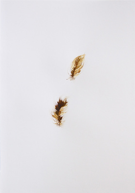 Drawn from a feather, 2012