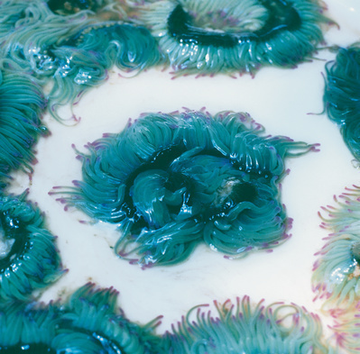 The Fragile Feast, anemones, 2011