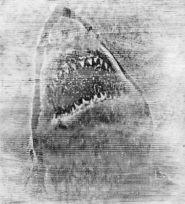 Between the Lines, Silent Scream, Shark Abstract, 2017