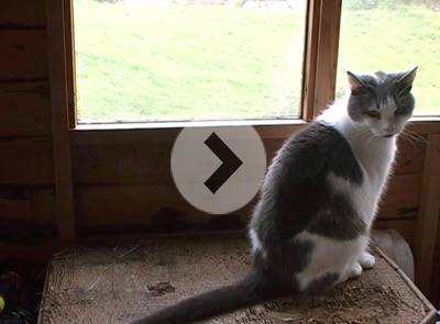 Timelord Explaining Uncertainty Principle to Myffin the Cat,...