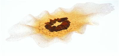 Bacillus, 1994
