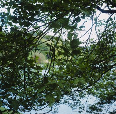 Flora from the Watch Cottage, 2006/2012
